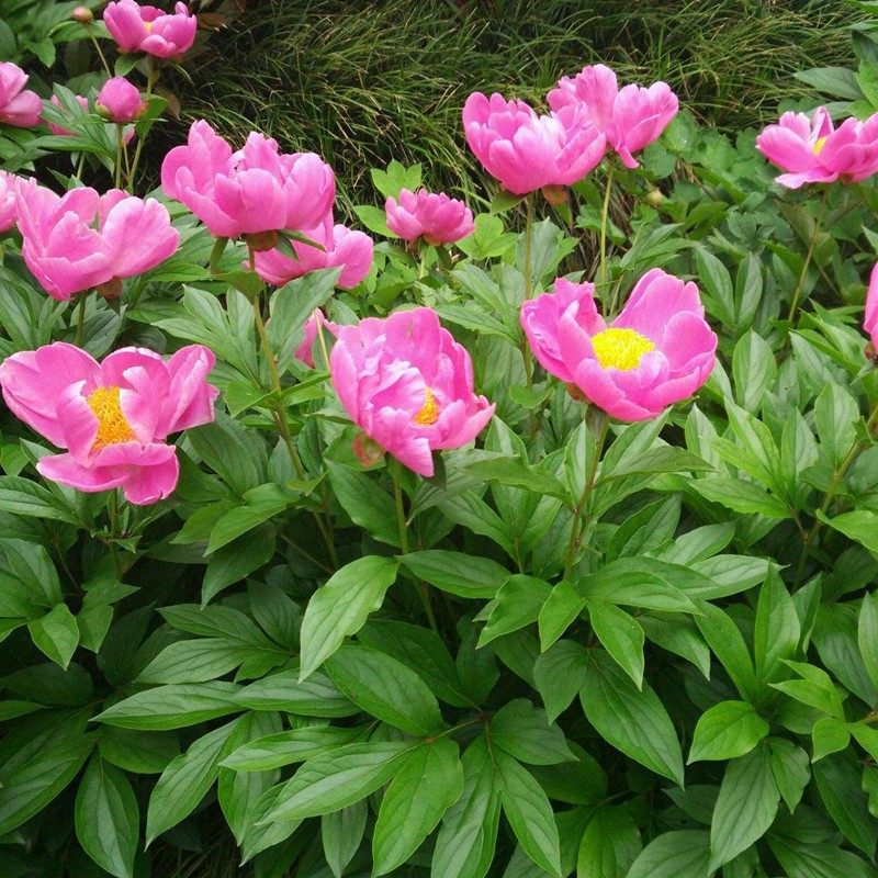 芍药花庭院耐寒植物开花观赏花芍药根花卉盆栽四季带芽发货