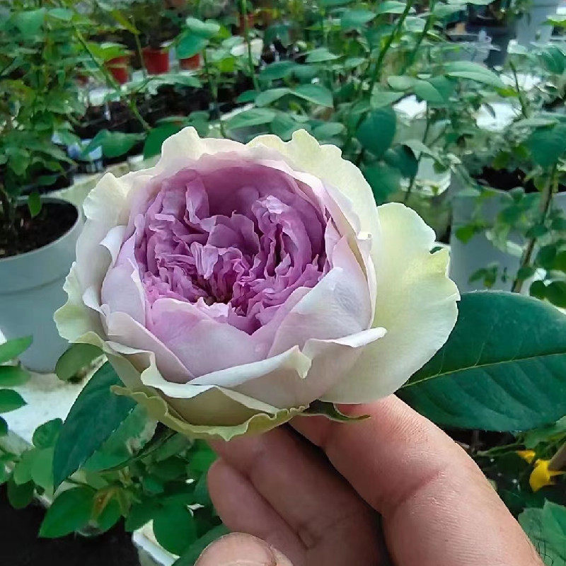 河本新品首饰盒/珠宝盒月季花苗灌木多季浓香庭院花园盆栽花卉