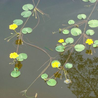 厂家一叶莲黄花荇菜苗 莕菜养鱼龟虾缸造景观微 水草浮萍水生水培