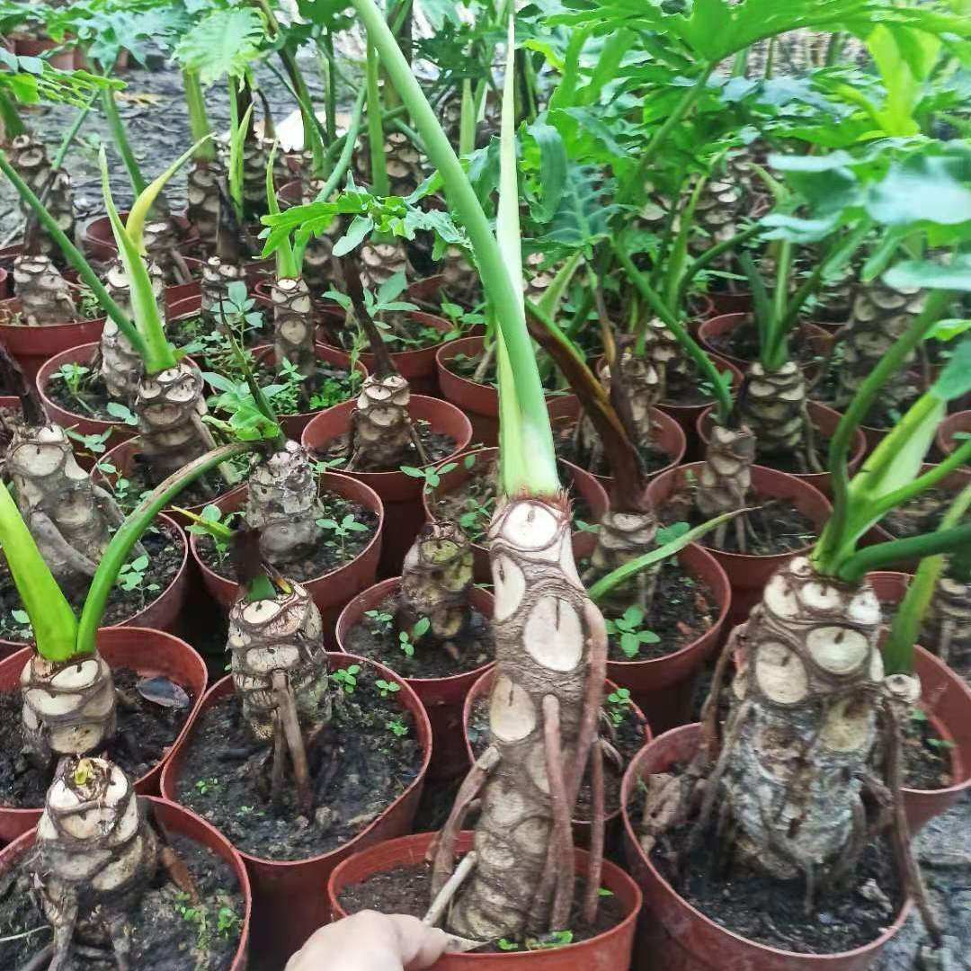 春羽龙鳞杆春雨老桩小天使 仙羽蔓绿h绒室内盆栽绿植水培吸甲醛