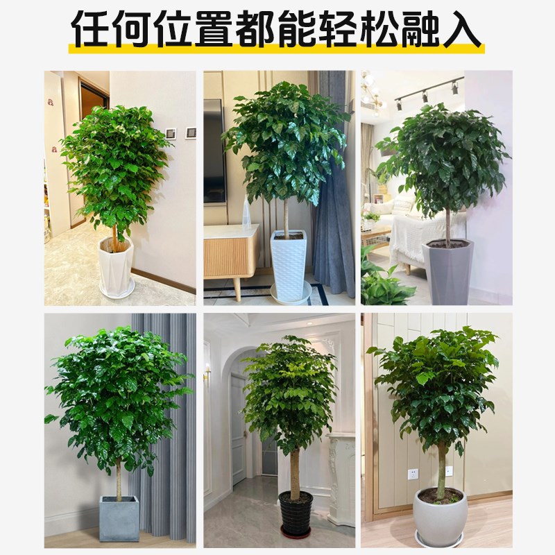 幸福树客厅盆栽大型绿植独杆老桩大棵室内办公室四季植物净化空气