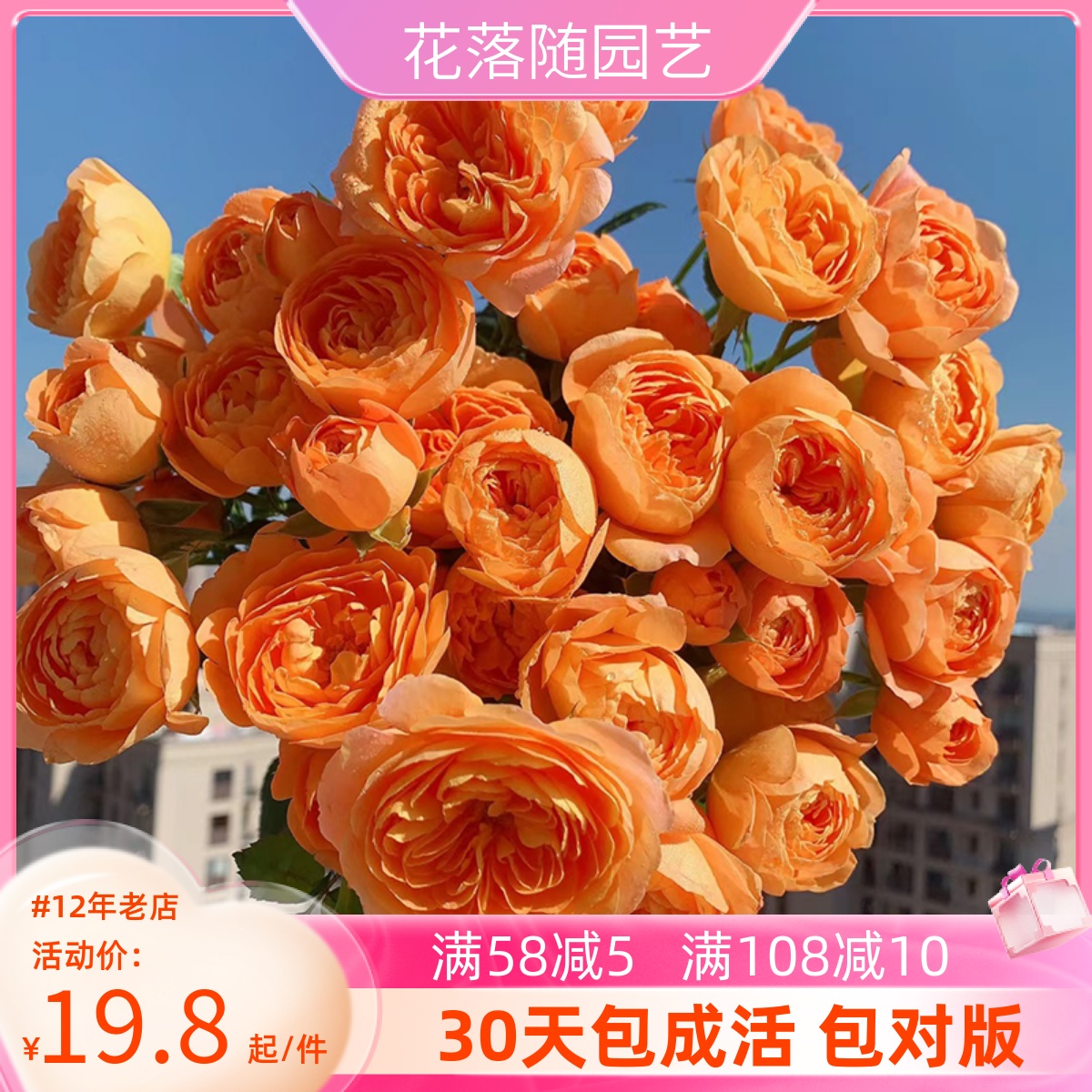 花落随月季花苗盆栽玫瑰花果汁阳台花卉阳台爬藤龙沙宝石灌木大苗