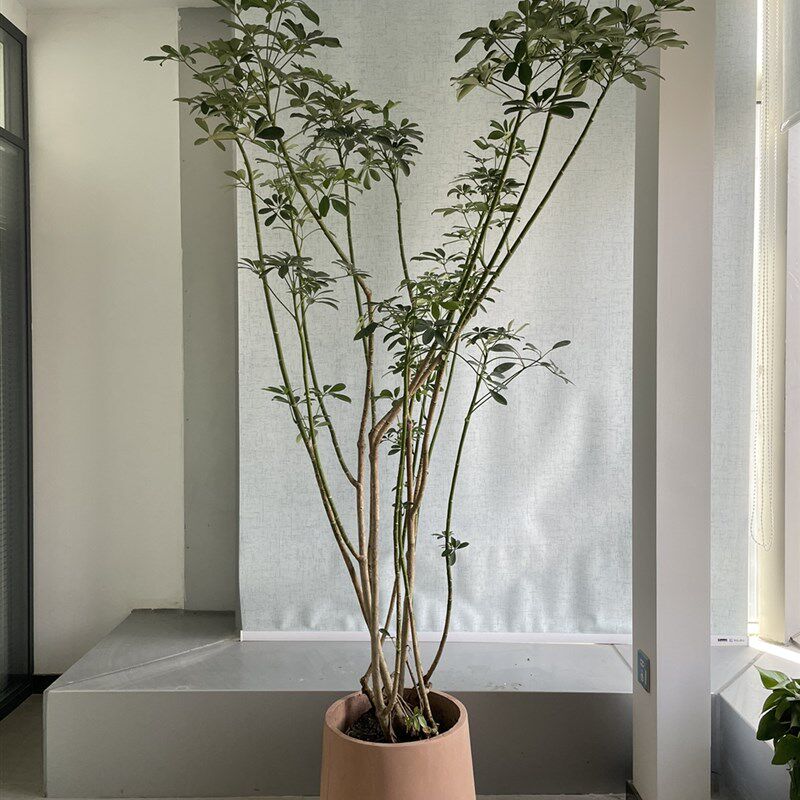 高枝 飘枝老桩客厅鸭脚木大小造型耐阴室内盆栽r绿植盆栽 一物一