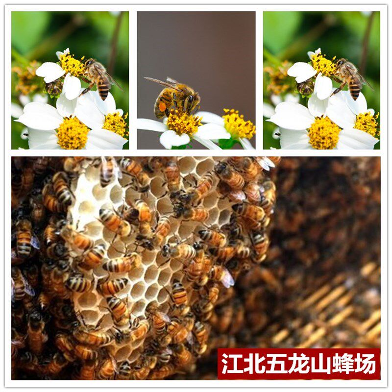 网红意蜂群笼蜂活体蜜蜂蜂群意蜂蜂群低价包邮意蜂群笼蜂交尾生产