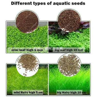 厂家“Aquarium Plant Seeds Water Aquatic Green Water Grass D