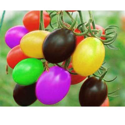 推荐100 new types of colorful waterfall tomato seeds