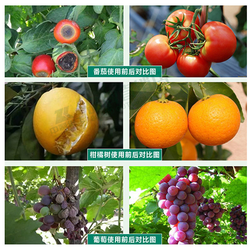 速发流体硼糖醇硼肥叶面肥微量元素水溶蔬菜大豆水稻玉米果树番茄