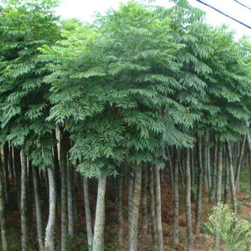 供应栾树苗黄山栾北栾南栾木工程T绿化量大优惠