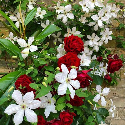 伟伟园艺 铁线莲永远的朋友 三类晚花强健爬花墙 阳台庭院