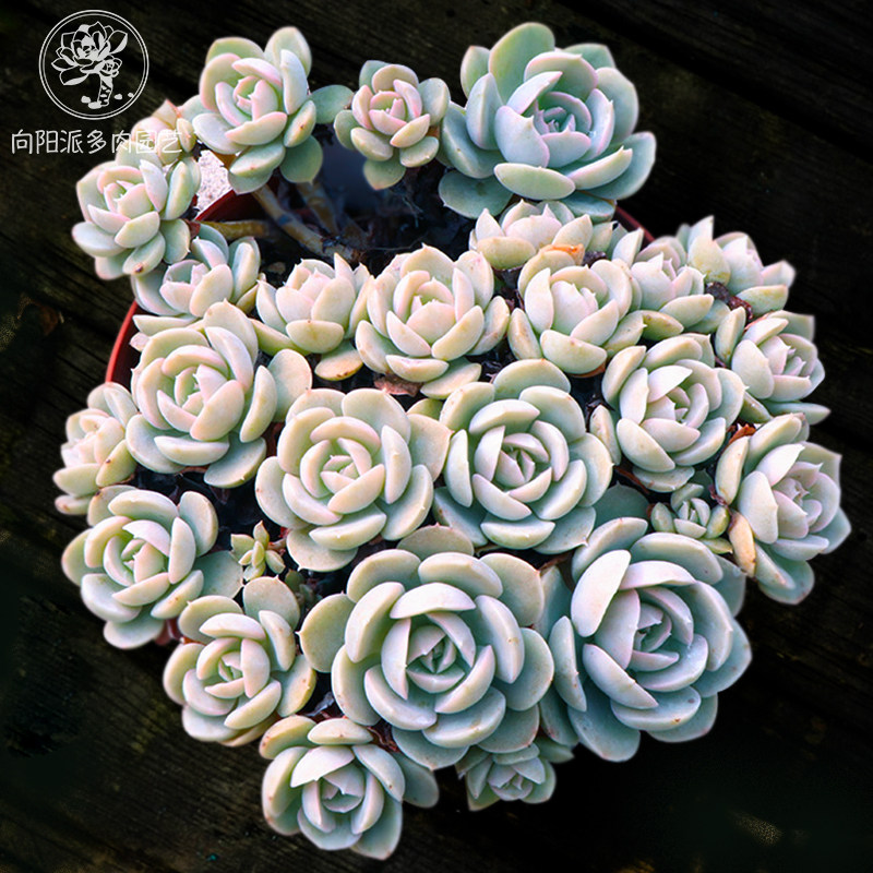 鲁氏石莲粉鲁安娜玫瑰群生老桩一物一拍多肉植物绿植花卉向阳派