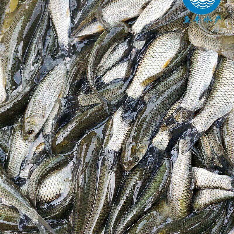 速发草鱼苗水产小鱼苗10厘米淡水活鱼半斤一斤养殖20cm公分大草鱼