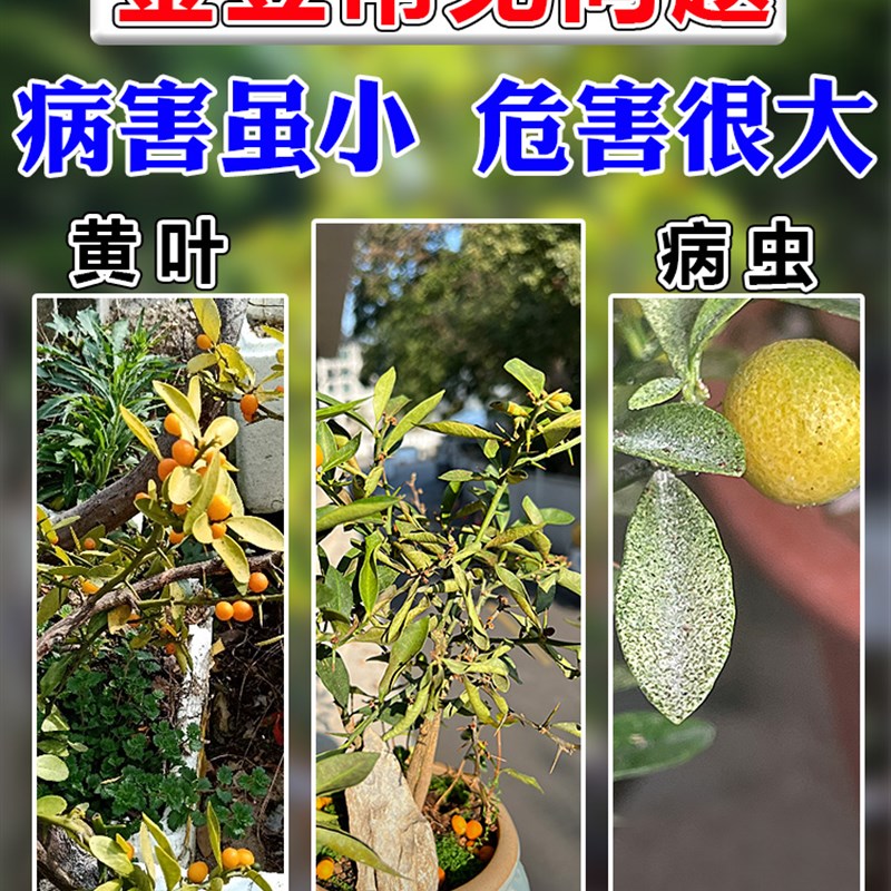 金豆专用肥绿植叶子发黄枯萎褐斑灰霉G病养花杀菌药生根壮苗抗根