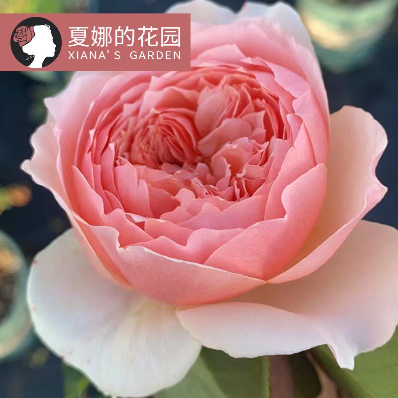 真宙月季花苗四季开花勤花抗病耐热浓香大花阳台盆栽莫奈欧月灌木