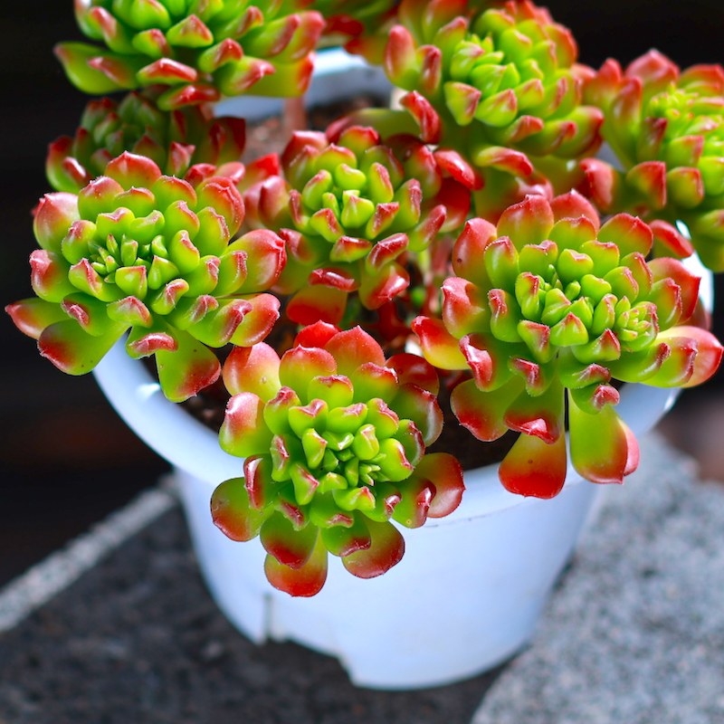 小灯笼多肉老桩 群生多头火焰灯笼超大冠幅手捧花状红灯笼多肉