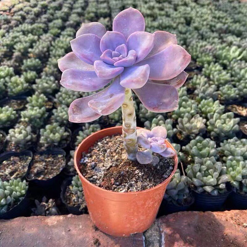 紫乐大老桩精品肉肉悬崖造型多肉植物超大棵室内花盆栽花卉绿植