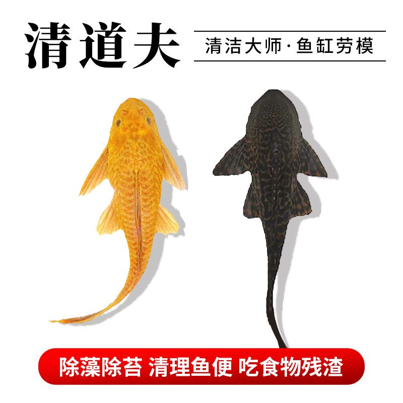 速发淡水垃圾鱼热带鱼清道夫鱼红眼女王大帆豹纹清洁工鱼缸清洁鱼