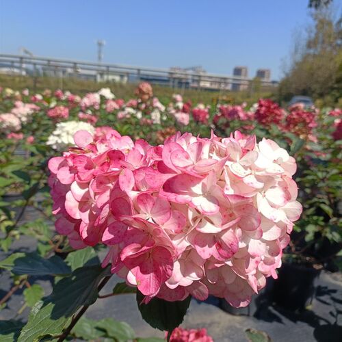 圆锥绣球  香草草莓 4-7 年以上的老桩 耐热耐寒,很好养殖