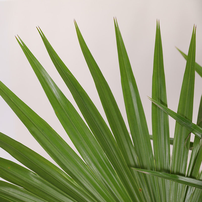 双木林蒲葵盆栽庭院造景中国风禅意扇叶棕榈植物室内客厅大型绿植