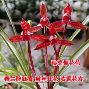 春兰醉红素 当年开花浓香名品花卉兰花 包邮 阳台客厅庭院绿植盆栽