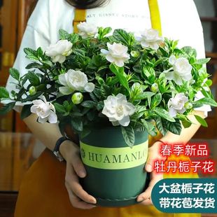 栀子花盆栽水培室内花卉绿植四季 大盆栀子花带花苞 开花除甲醛花