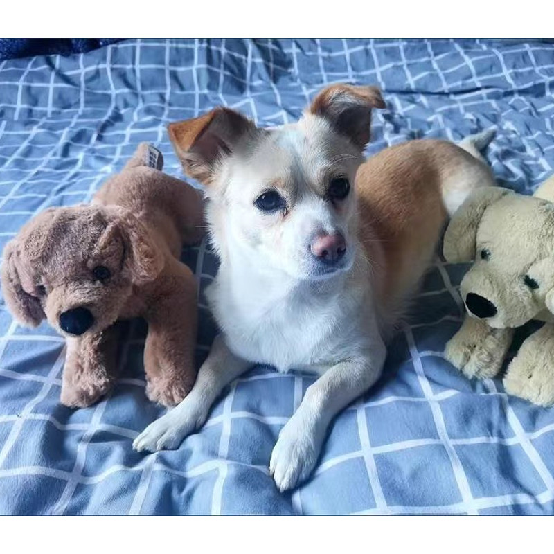 狗泻火玩具公狗泄火耐咬大型犬解闷玩偶伴侣宠物用品狗狗玩具,玩具/童车/益智/积木/模型,毛绒/玩偶/公仔/布艺类玩具,淘宝优惠券,粉丝福利购,淘宝优惠卷