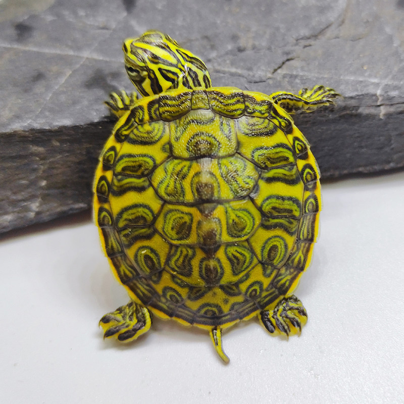 速发纯种极品宽纹火焰龟红腹龟苗黄腹深海吃素龟深水吃粪龟素食龟