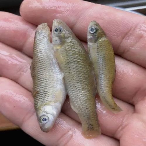 麦穗鱼冷冻喂鱼山根鱼中丁鱼饲料鱼冻食冷冻鱼食泥鳅段冻虾新鲜