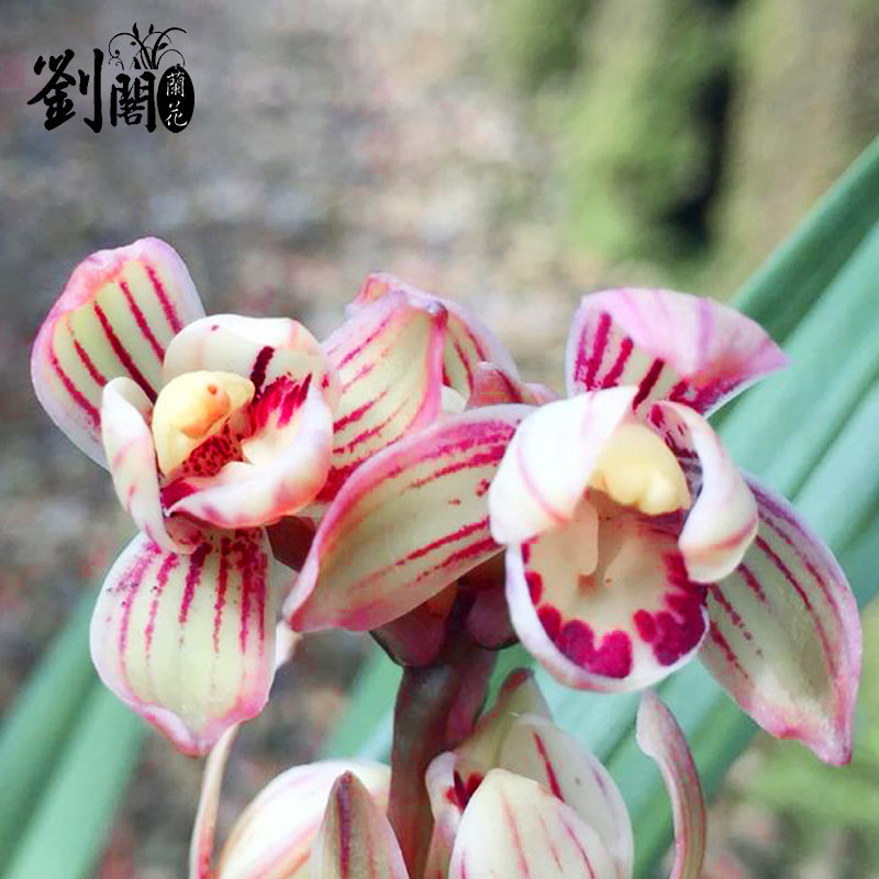 兰花苗建兰荷瓣七彩玲珑夏带香水花苞出售有o香味的兰花卉绿植盆