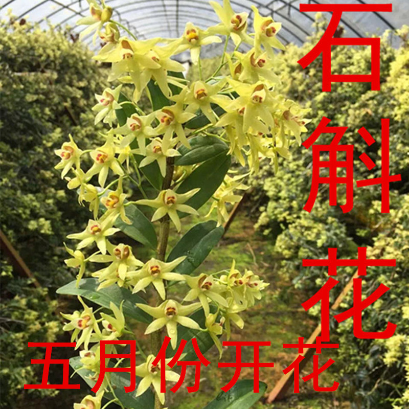 雁荡山铁皮石斛苗三年苗 铁皮枫斗苗 低价出售