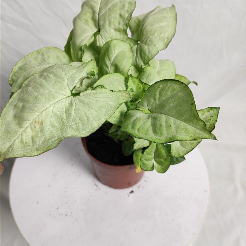 白色恋人彩叶芋泰国美人月光芋网红绿植盆栽五彩花叶芋水培海竹芋