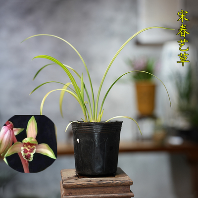 名贵中透叶艺兰精品兰花苗迷你宋春送线艺兰花开花浓香花艺双全草