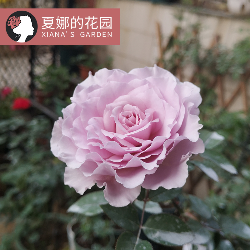 蜻蜓月香花苗阳台户外庭院地栽四季开色丰花浓季紫花波浪边灌木