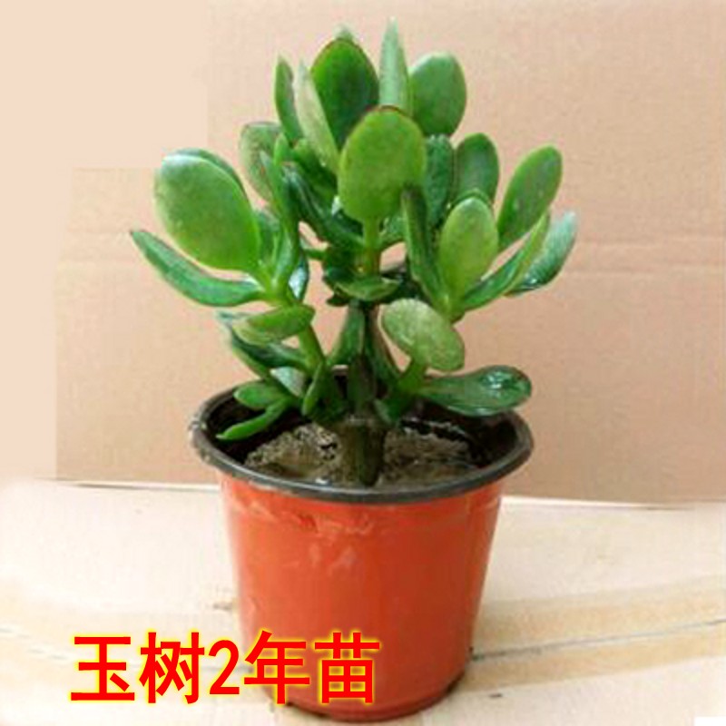 小众高货金枝玉叶造型老桩玉树多肉植物大颗雅乐之舞办公室内盆栽