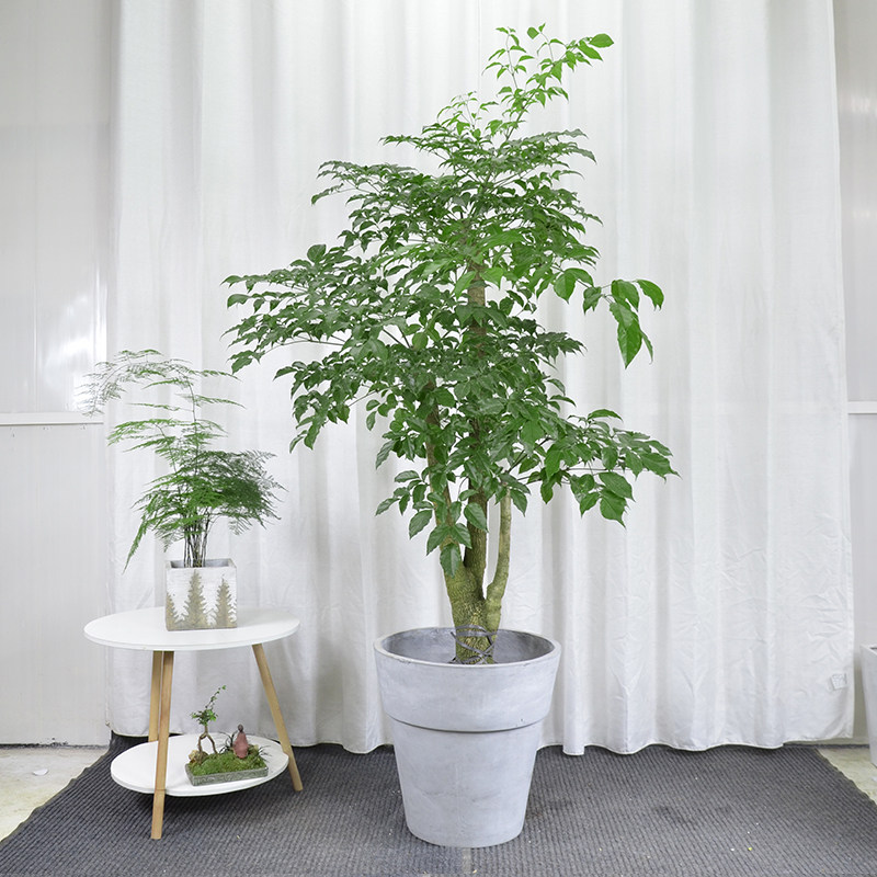 造型富贵树大型盆栽幸福树植物净厅办公室阳甲庭院吸台醛客化空气
