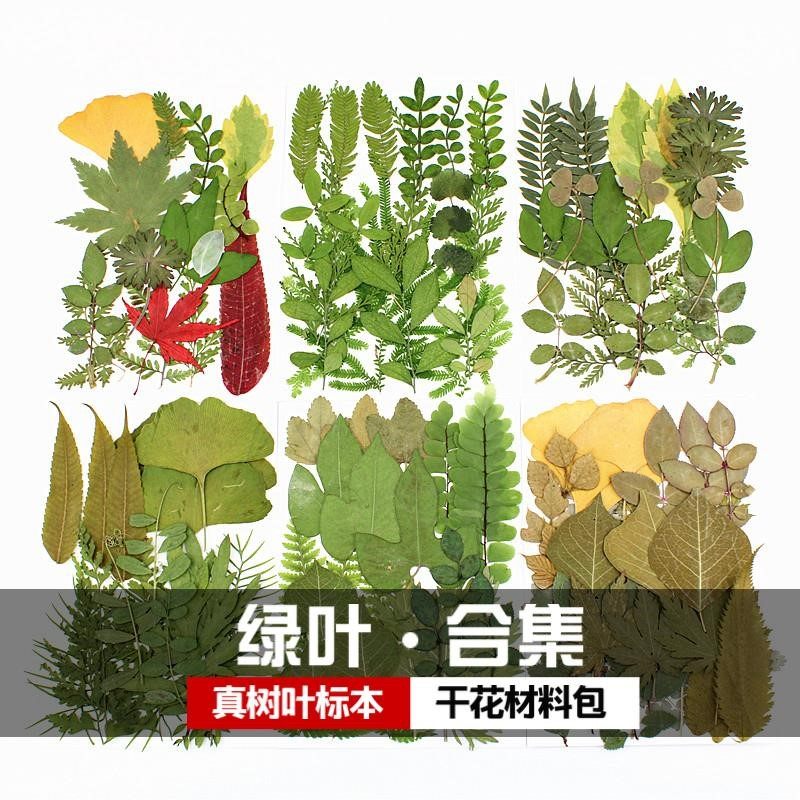 推荐真树叶植物标本  幼儿园手工贴画乾燥花压花diy写真贴脸装饰
