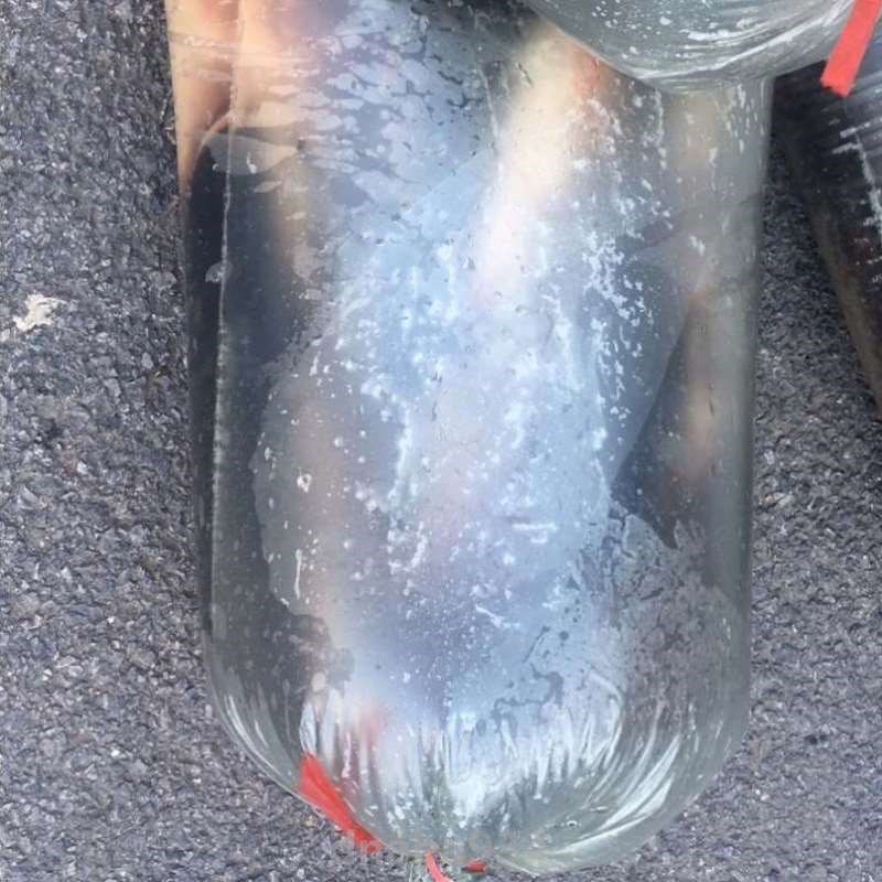 袋子市场运输海鲜平口袋装包装塑料袋打包水产充氧氧气活鱼鱼苗