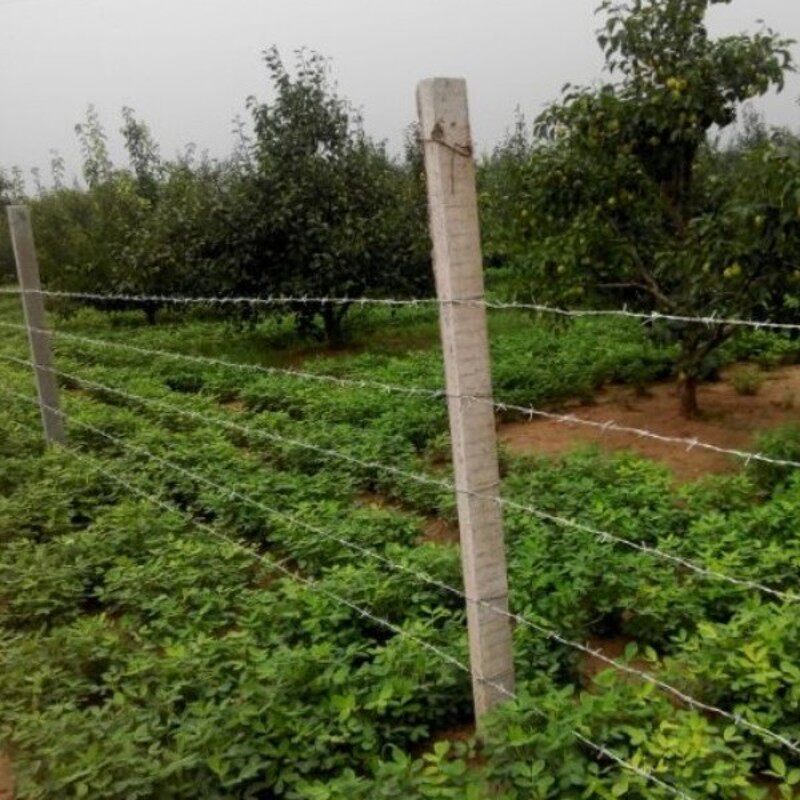 304不锈钢刺绳防爬刺刺丝围栏铁丝网防爬刺防盗网铁蒺.藜带刺铁丝