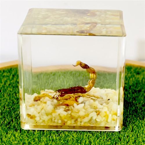 真蝴蝶标本摆件已展翅蜻蜓昆虫标本真虫学生创意生日礼物透明盒装