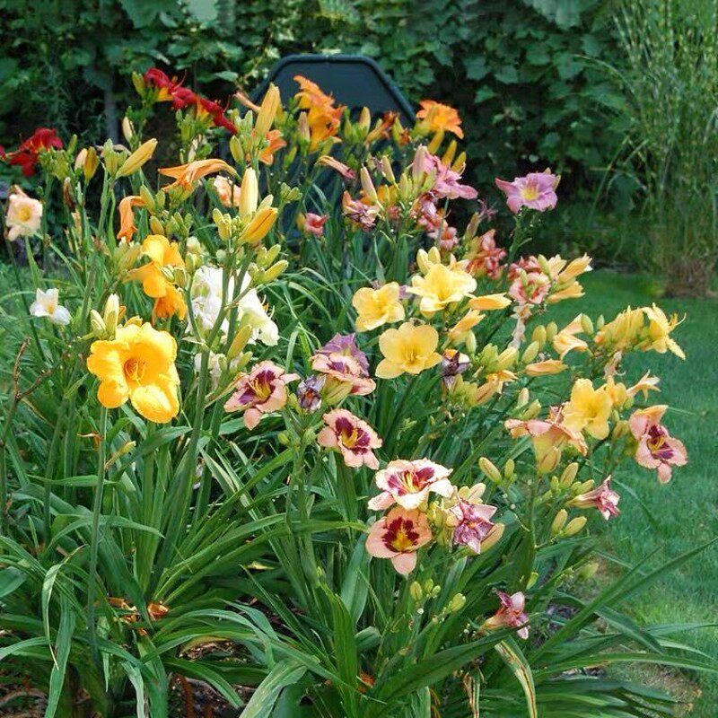 日本多年生宿根耐寒花卉大花萱草花苗阳台盆栽花园别墅庭院花境植