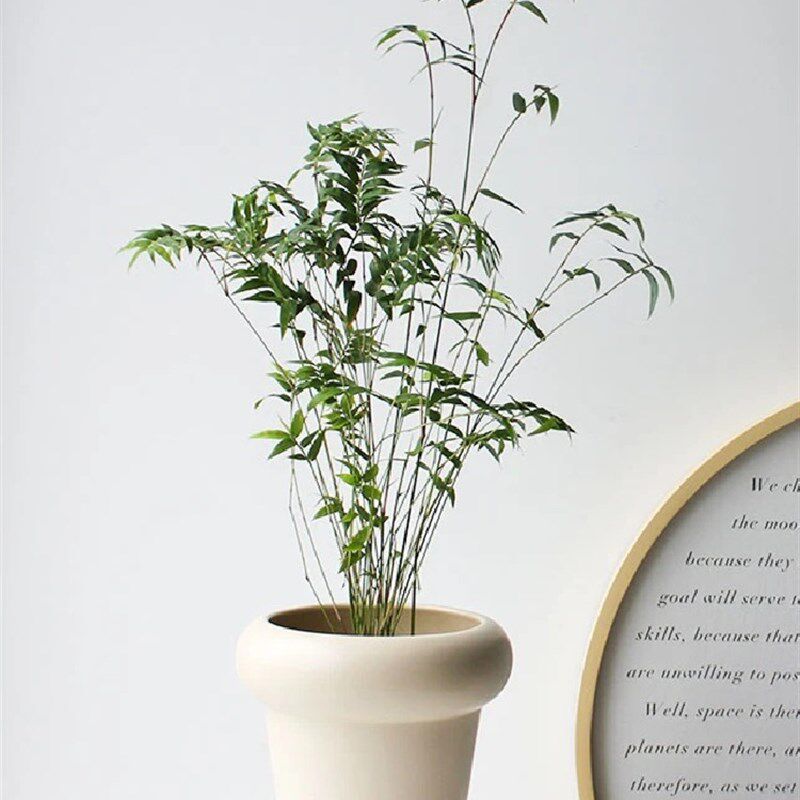 水培植物米竹盆栽室内带根水养小叶凤尾竹鱼缸用绿植矮化禅意盆景