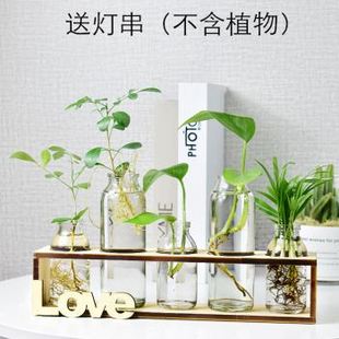 急速发货创意绿萝水培植物玻璃花瓶花盆小清新客厅办公室桌面摆件