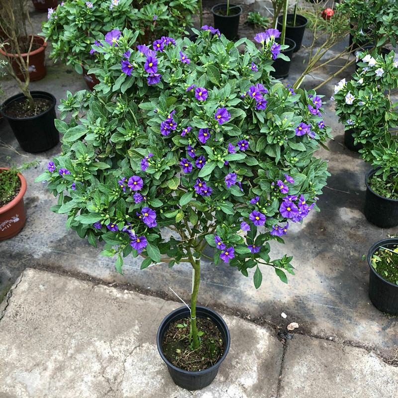 蓝茄花盆栽带花耐寒耐热阳台庭院A花卉多年生灌木蓝花茄棒棒糖植