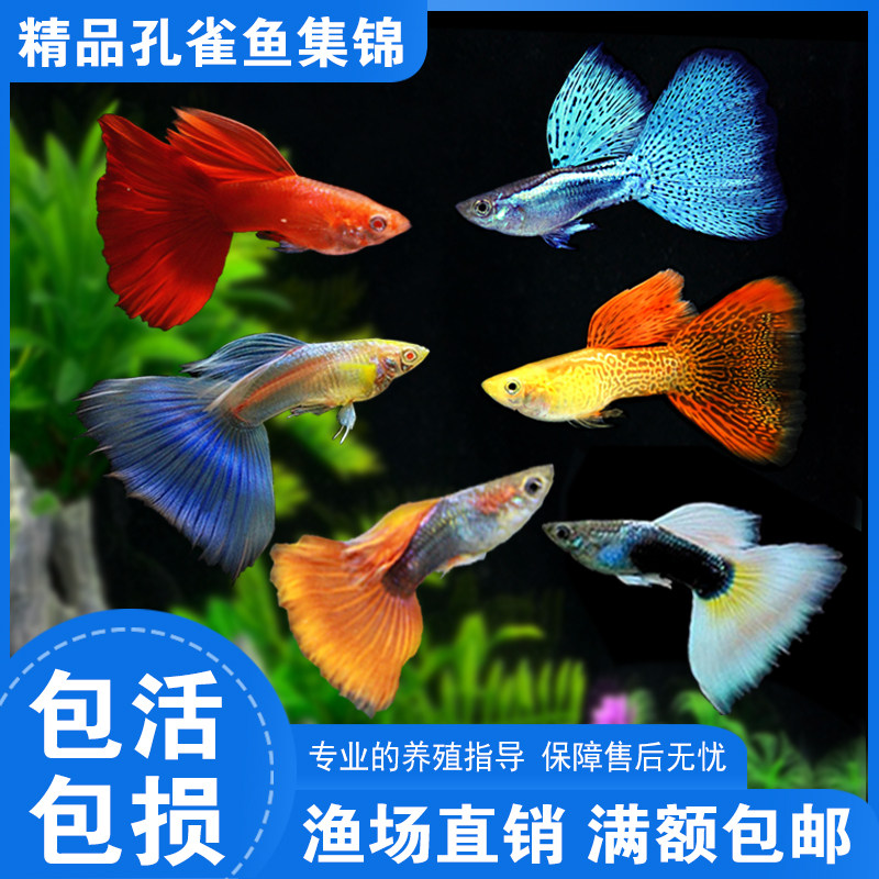 速发孔雀鱼红绿灯鱼活体群游灯鱼热带观赏鱼小型灯科鱼宠物冷水鱼