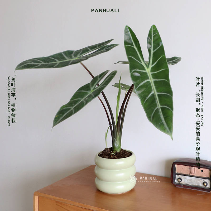 银脉剑叶海芋植物稀有室内客厅阳台盆栽大型观叶绿植好养高质感