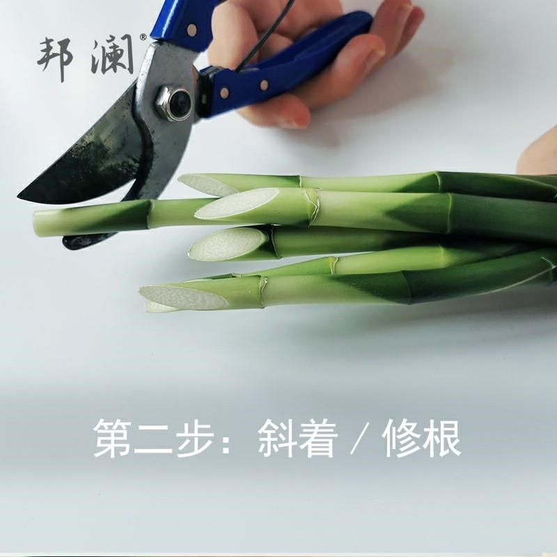 水养富贵竹转运竹弯竹龙竹水竹开运竹子带根室内绿植水培植物花卉