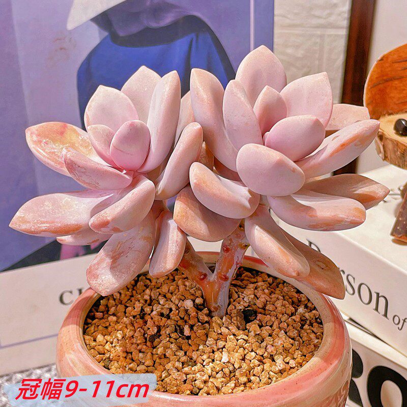 桃霜老桩多肉植物新手四季好养稀有贵货室内肉肉绿植大颗盆栽花卉