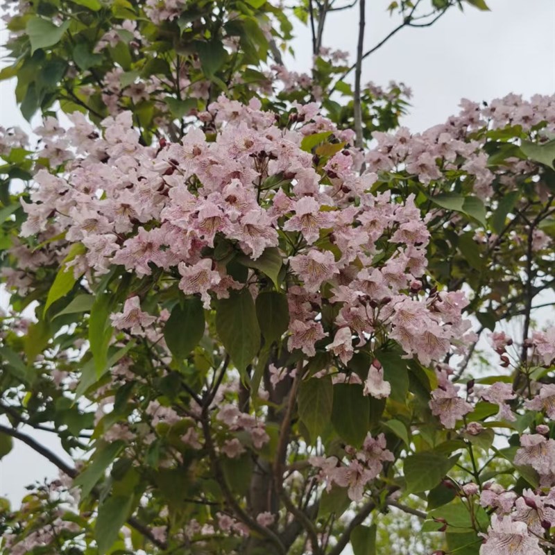 楸树梓树绿化苗木楸桐树行道树落叶乔木绿m化园林防护林绿化路乡