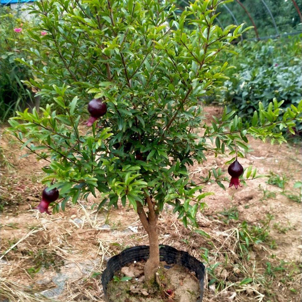 紫玉石榴花盆栽牡丹石榴花微盆景提根石榴树桩小老桩矮霸花卉
