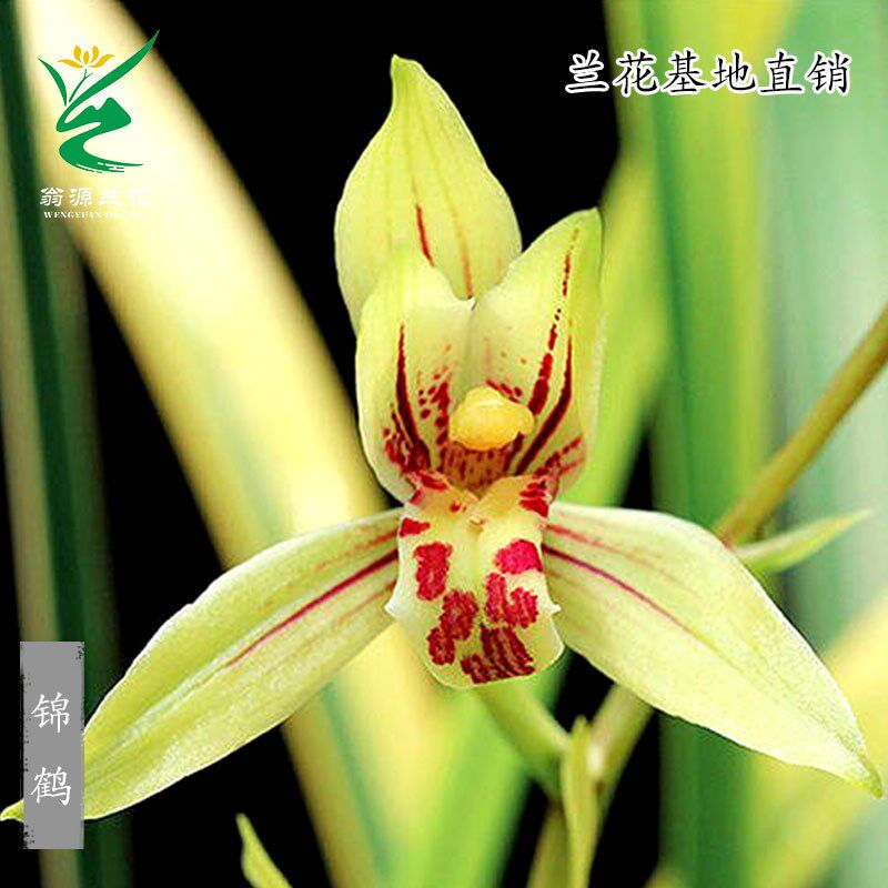 喜花里兰花苗【锦鹤】建兰铭品叶带金边鹤艺开花浓香室内绿植花卉