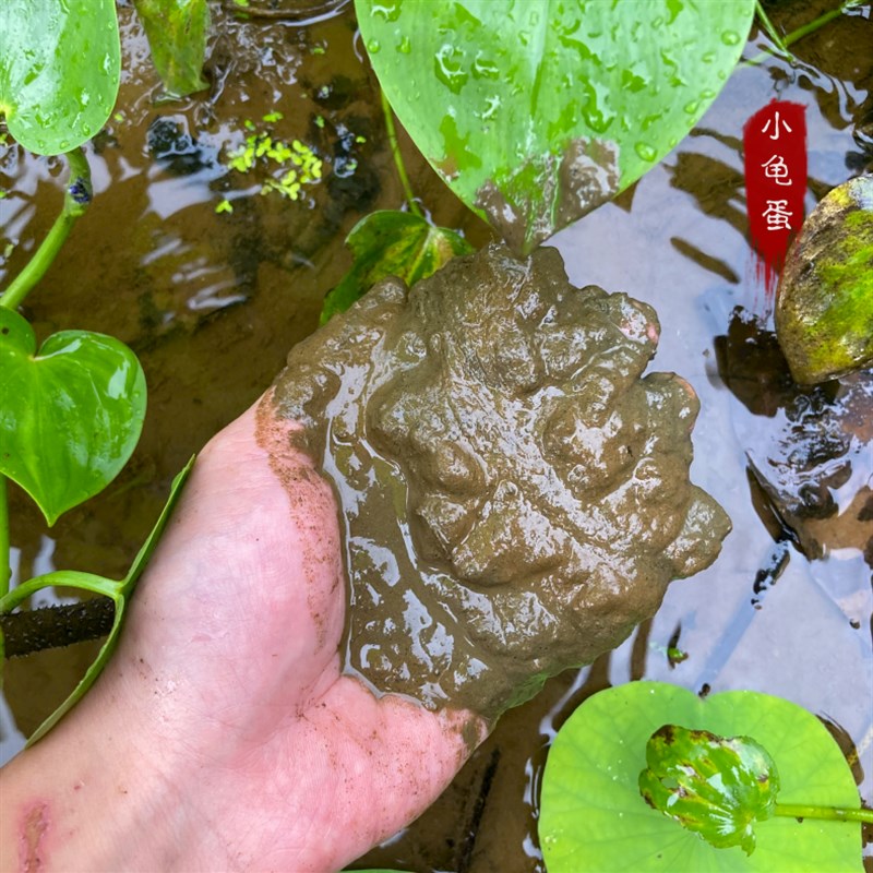 养龟塘泥河塘泥 淤泥 荷塘泥养龟泥乌龟冬眠泥水生植物营养土湿泥